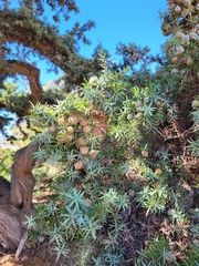Juniperus macrocarpa