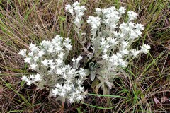Helichrysum spiralepis
