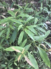 Beilschmiedia tawa