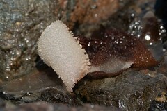 Rhodophyta