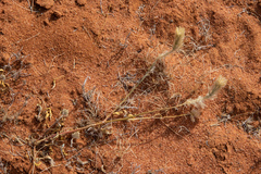 Ptilotus polystachyus