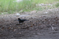 Cyanocorax yucatanicus