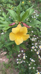 Allamanda cathartica