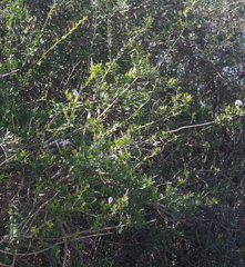 Jasminum multipartitum