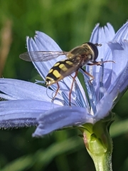 Eupeodes corollae
