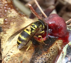 Vespula koreensis
