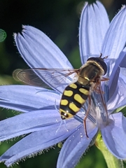 Eupeodes corollae