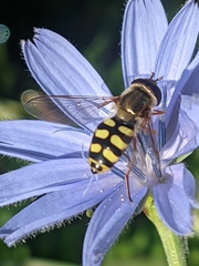 Eupeodes corollae