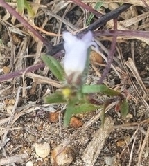 Microcodon