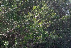 Jasminum multipartitum