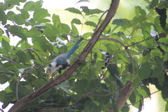 Cyanocorax yucatanicus