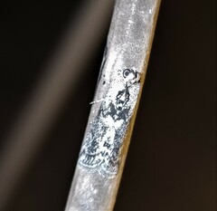 Scoparia exhibitalis