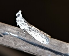 Scoparia exhibitalis