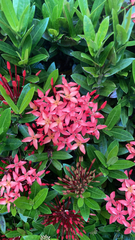 Ixora