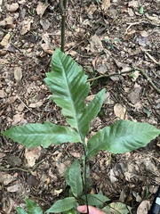 Tectaria harlandii