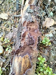 Trichaptum fuscoviolaceum