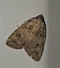 Tolpia conscitulana