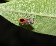 Caenocoris nerii