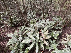 Tectaria harlandii
