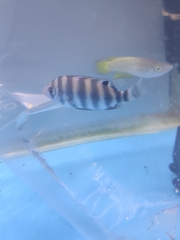Heterotilapia buettikoferi