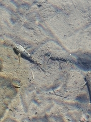Cottus gobio