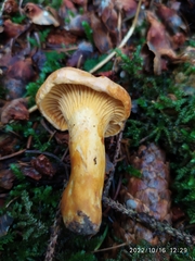 Cantharellus amethysteus