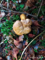 Cantharellus amethysteus
