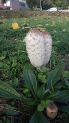 Coprinus comatus