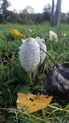 Coprinus comatus