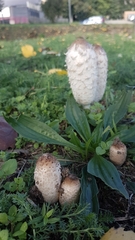 Coprinus comatus