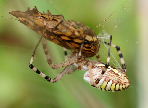 Argiope bruennichi