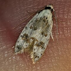 Scatochresis innumera