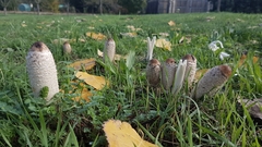 Coprinus comatus