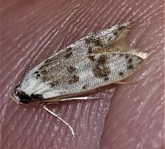 Scatochresis innumera