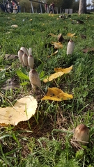 Coprinus comatus