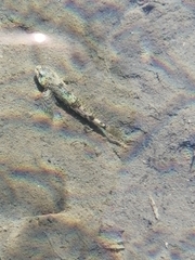 Cottus gobio