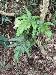 Tectaria subtriphylla