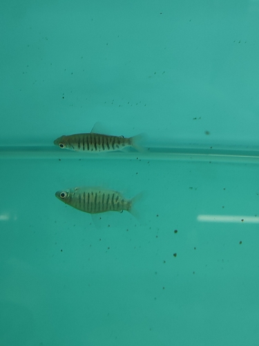 Banded distichodus (Distichodus fasciolatus) — Distichodontidae — 4