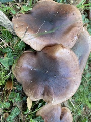Tricholoma fracticum