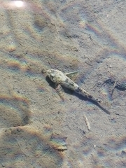 Cottus gobio