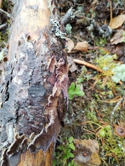 Trichaptum fuscoviolaceum