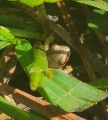 Osteopilus septentrionalis