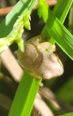 Osteopilus septentrionalis