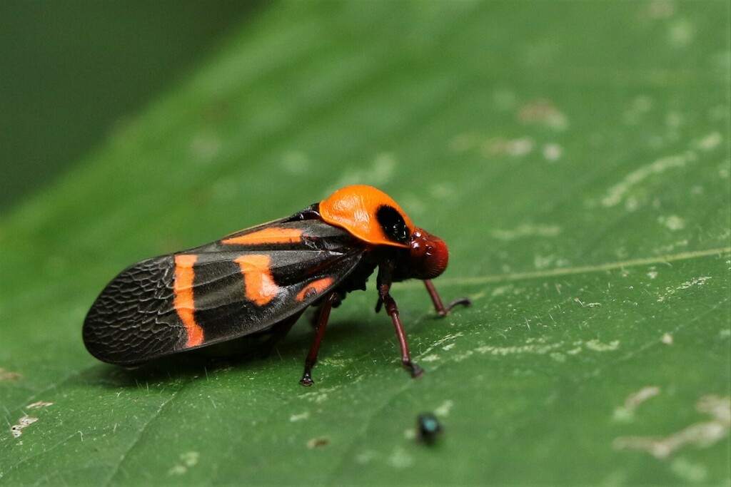 Leptataspis progne