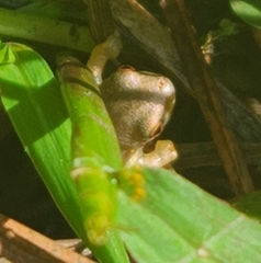 Osteopilus septentrionalis