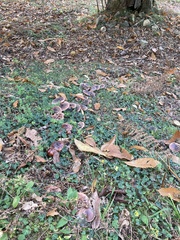 Tricholoma fracticum