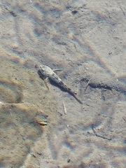 Cottus gobio