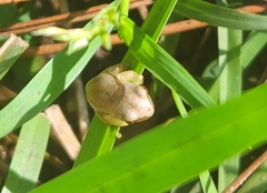 Osteopilus septentrionalis