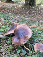 Tricholoma fracticum