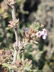 Menthinae